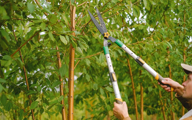 Tree trimming in Rhodelia, KY