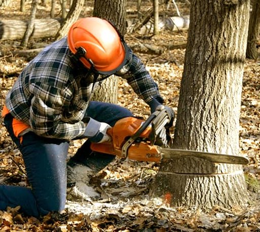 Tree Removal in Rhodelia, KY